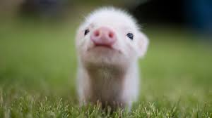 little pig